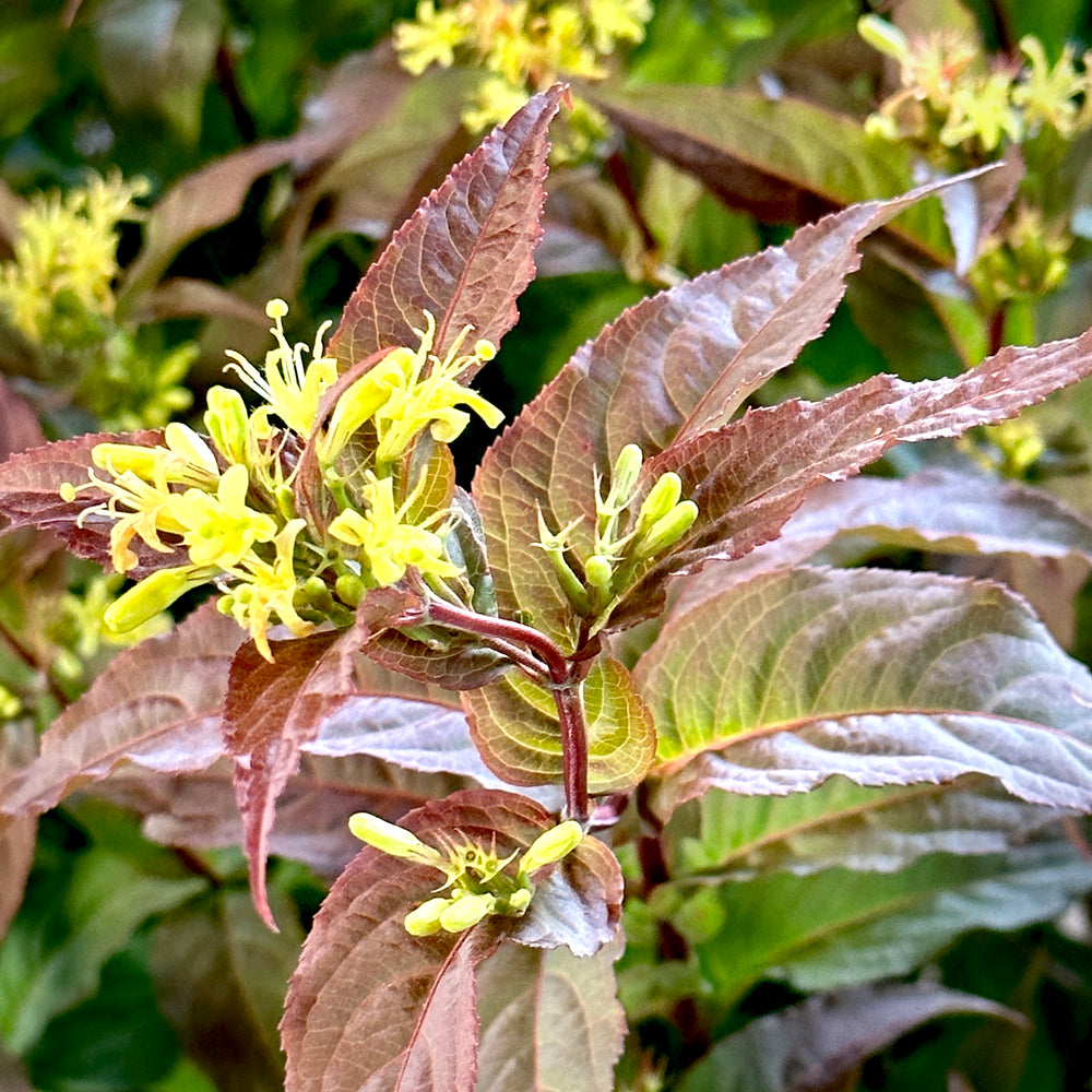 KODIAK® Red Diervilla Honeysuckle 3 or 7 gallon container Lots of