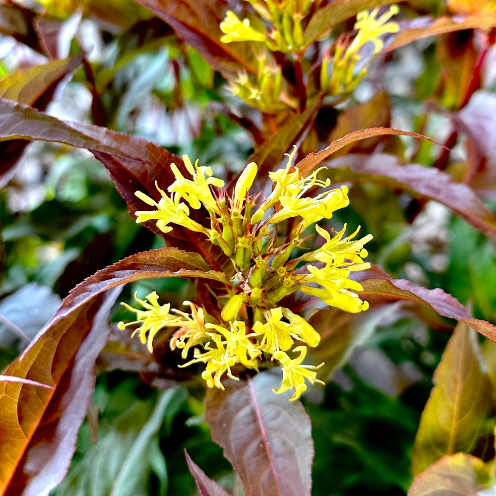 KODIAK® Red Diervilla Honeysuckle 3 or 7 gallon container Lots of