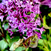 Bloomerang® Dark Purple Lilac Starter Plant
