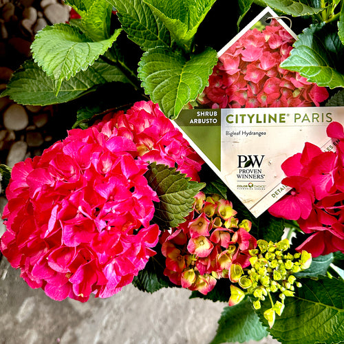 Cityline® Paris Hydrangea
