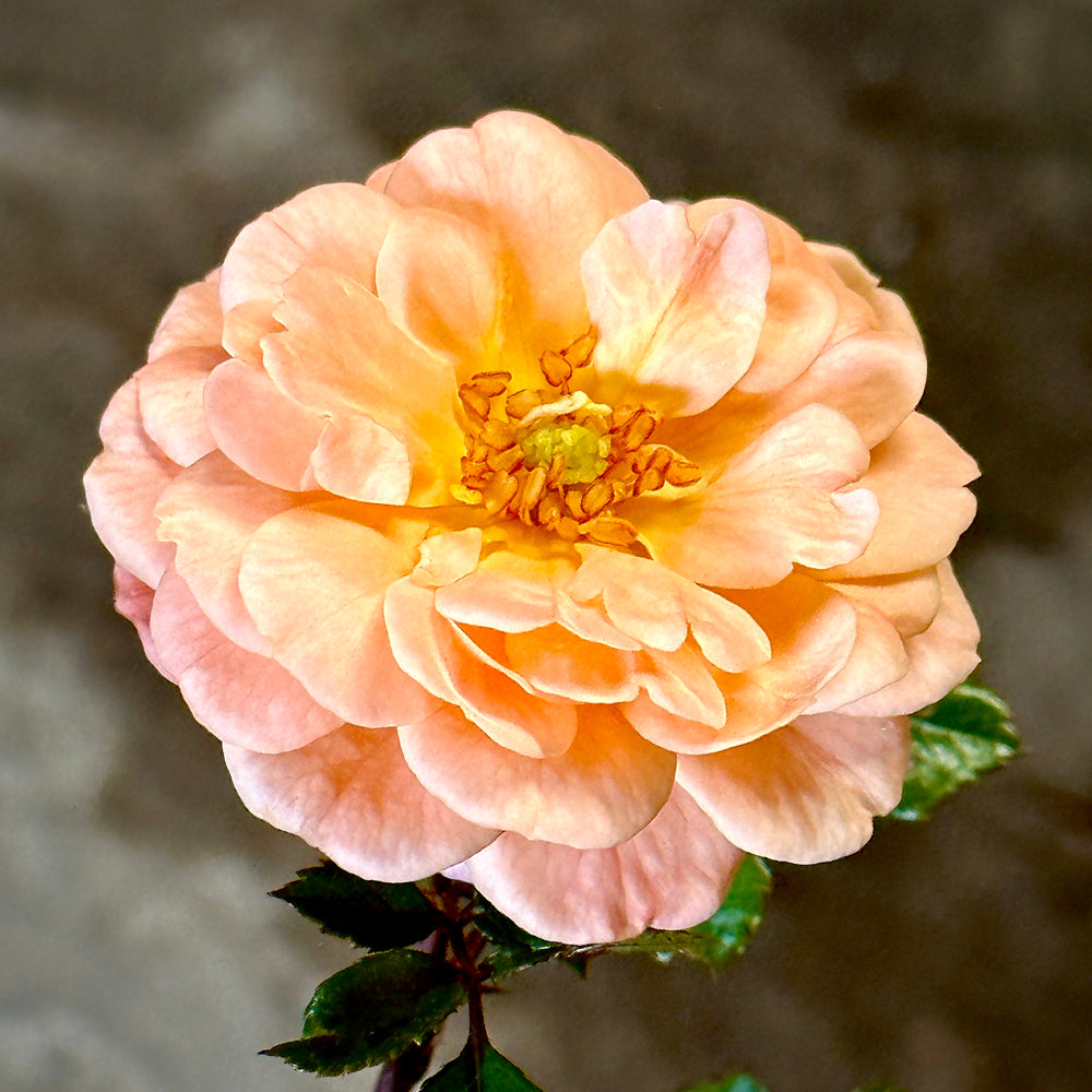 Peach Drift® Rose 3 gallon container Lots of Plants
