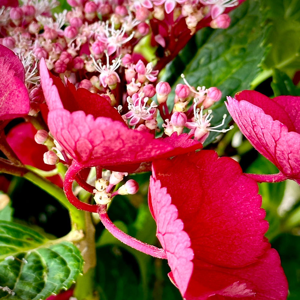 Cherry Explosion Hydrangea 3 gallon container Lots of Plants