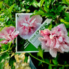 Pink Chiffon® Hibiscus 'Rose of Sharon'