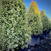 Row of potted shrubs with variegated green and white leaves against a blue sky.