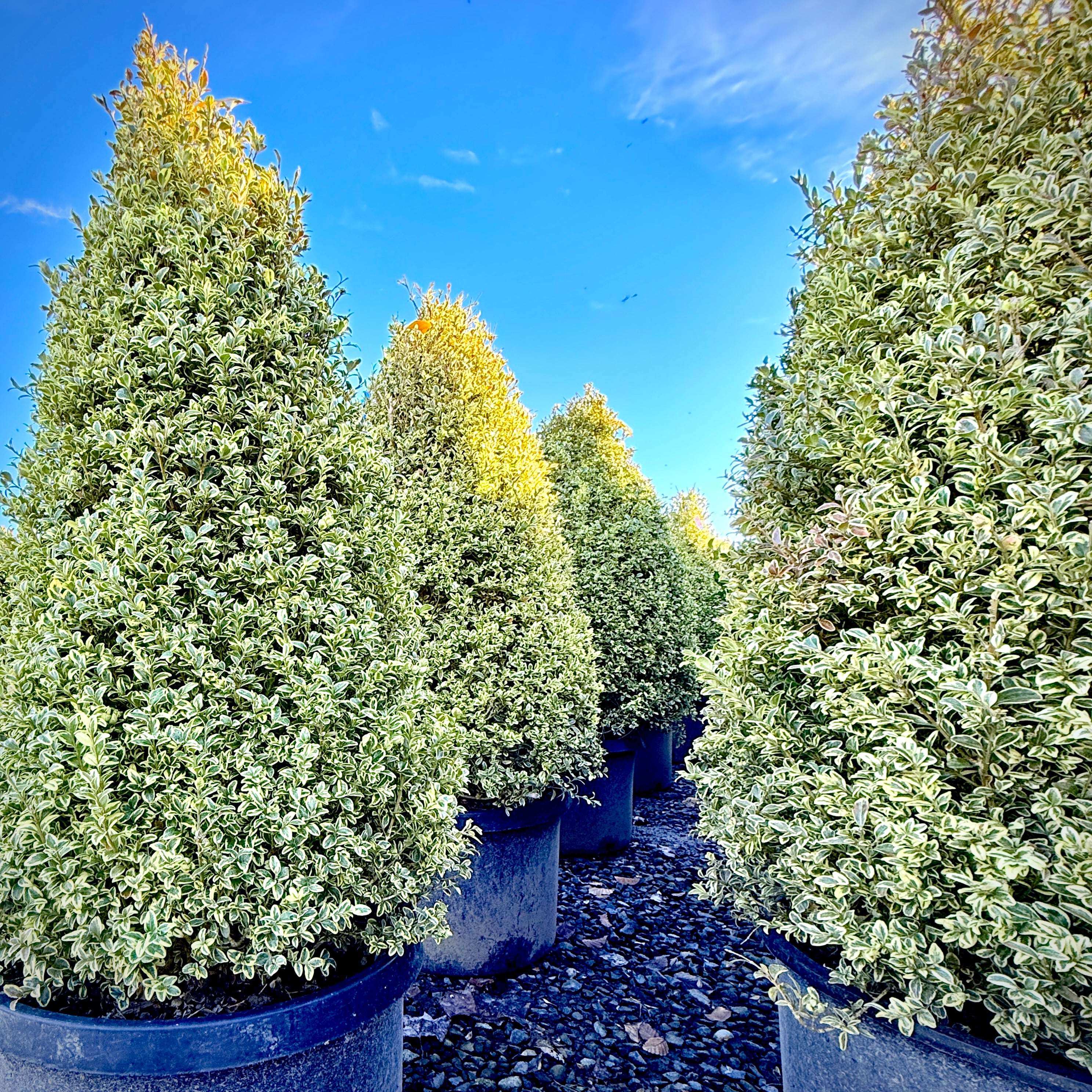 Row of potted trees with green and yellow foliage against a blue sky.