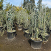 Row of potted trees in a nursery setting with a clear sky.