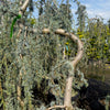 Weeping Blue Atlas Cedar- 20 Gallon- 5-6 Foot Tall