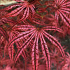 Crescent Moon Japanese Maple