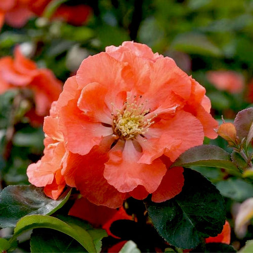 Double Take™ Peach Storm Quince Starter Plant