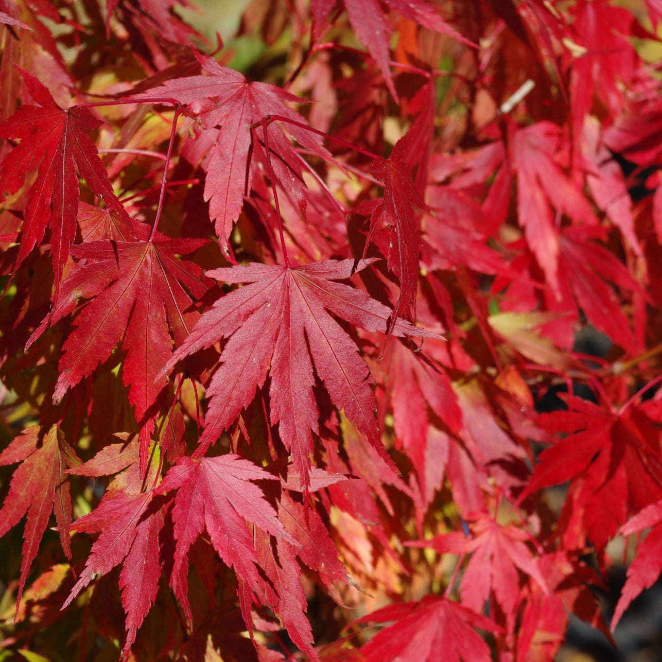 Large Size Japanese Maples