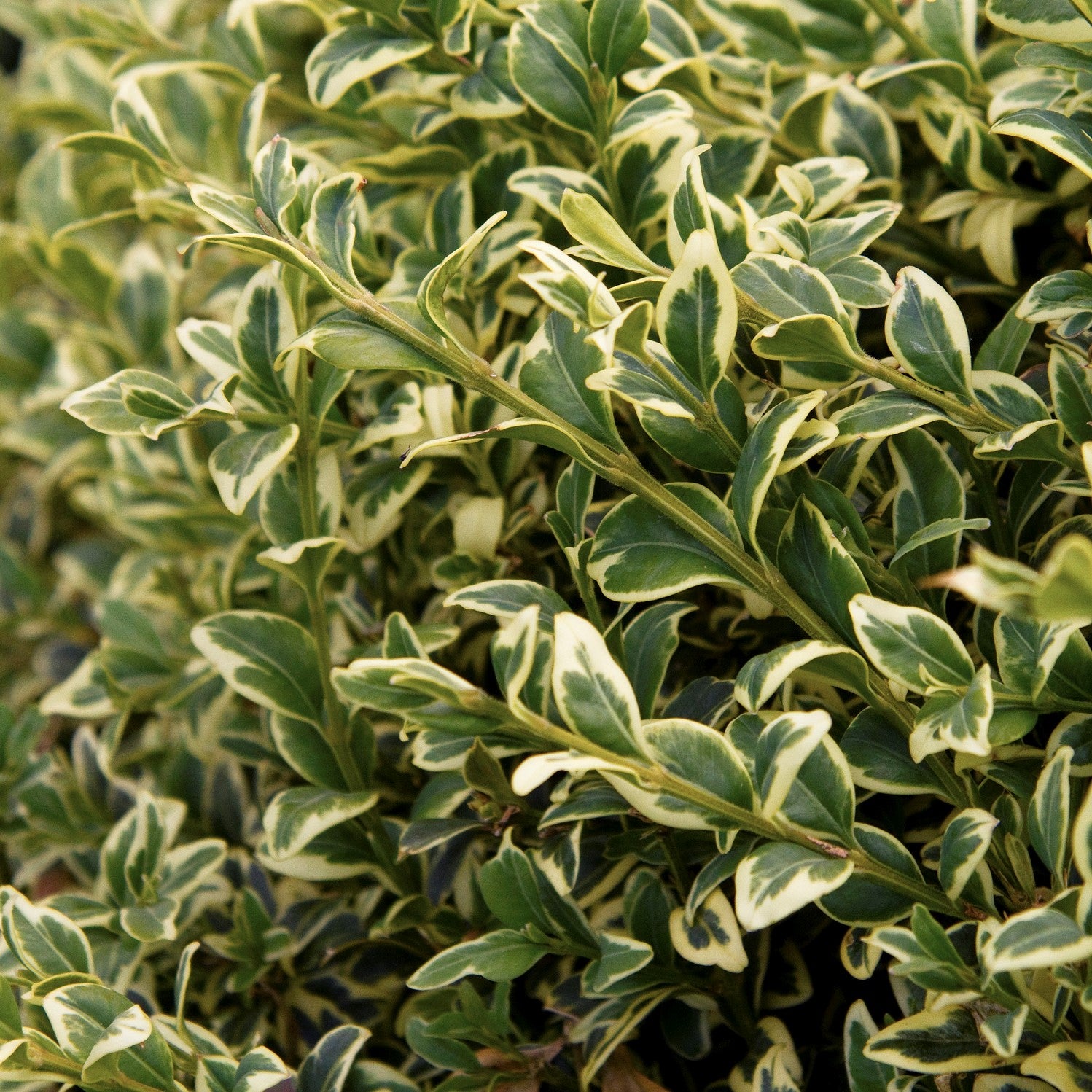 Variegated Boxwood