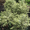 Variegated Boxwood