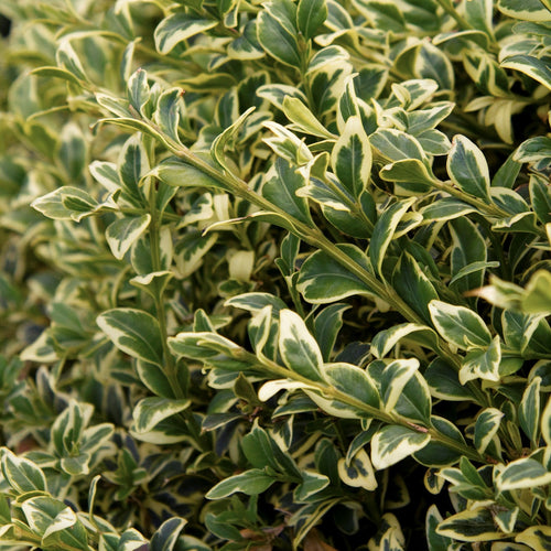 Variegated Boxwood