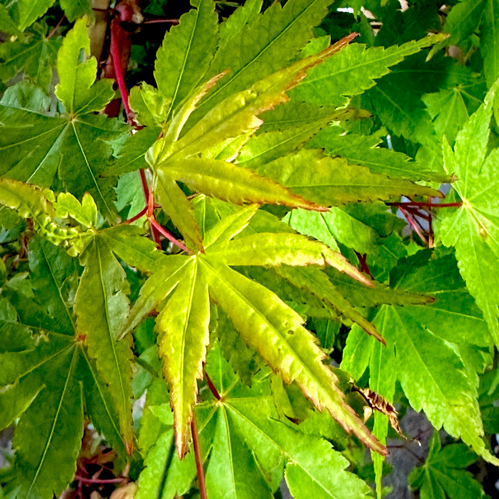 Winter Red Japanese Maple - 3 gallon container- 3-4ft – Lots of Plants