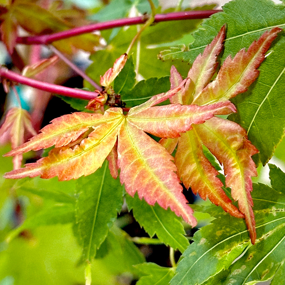 Winter Red Japanese Maple - 3 gallon container- 3-4ft – Lots of Plants