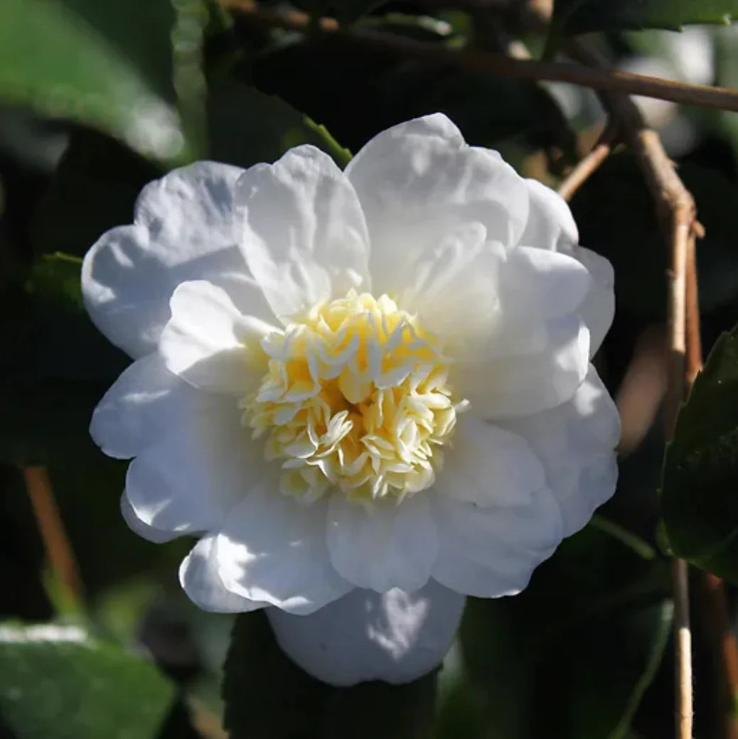 Winters Snowman Camellia