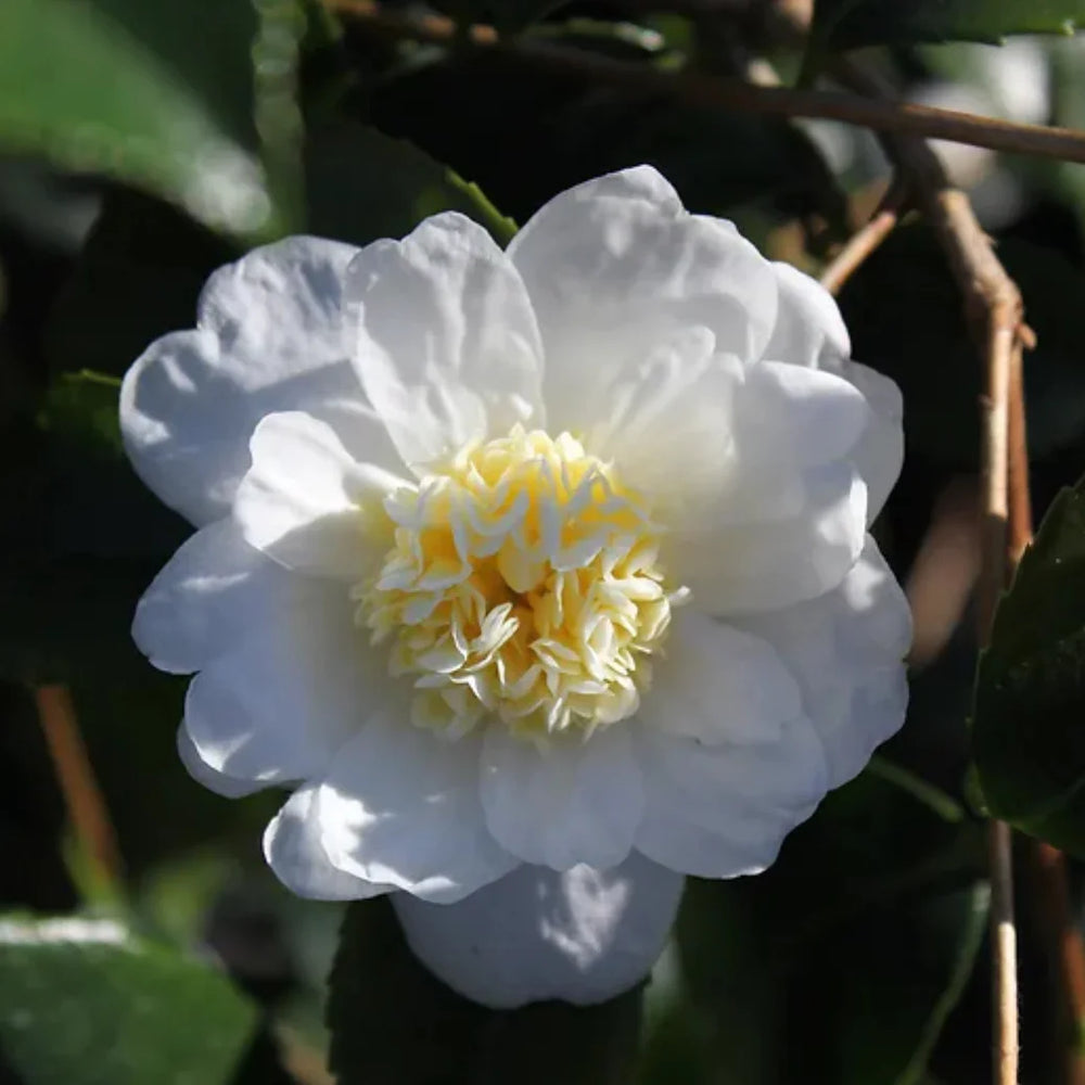 Winters Snowman Camellia