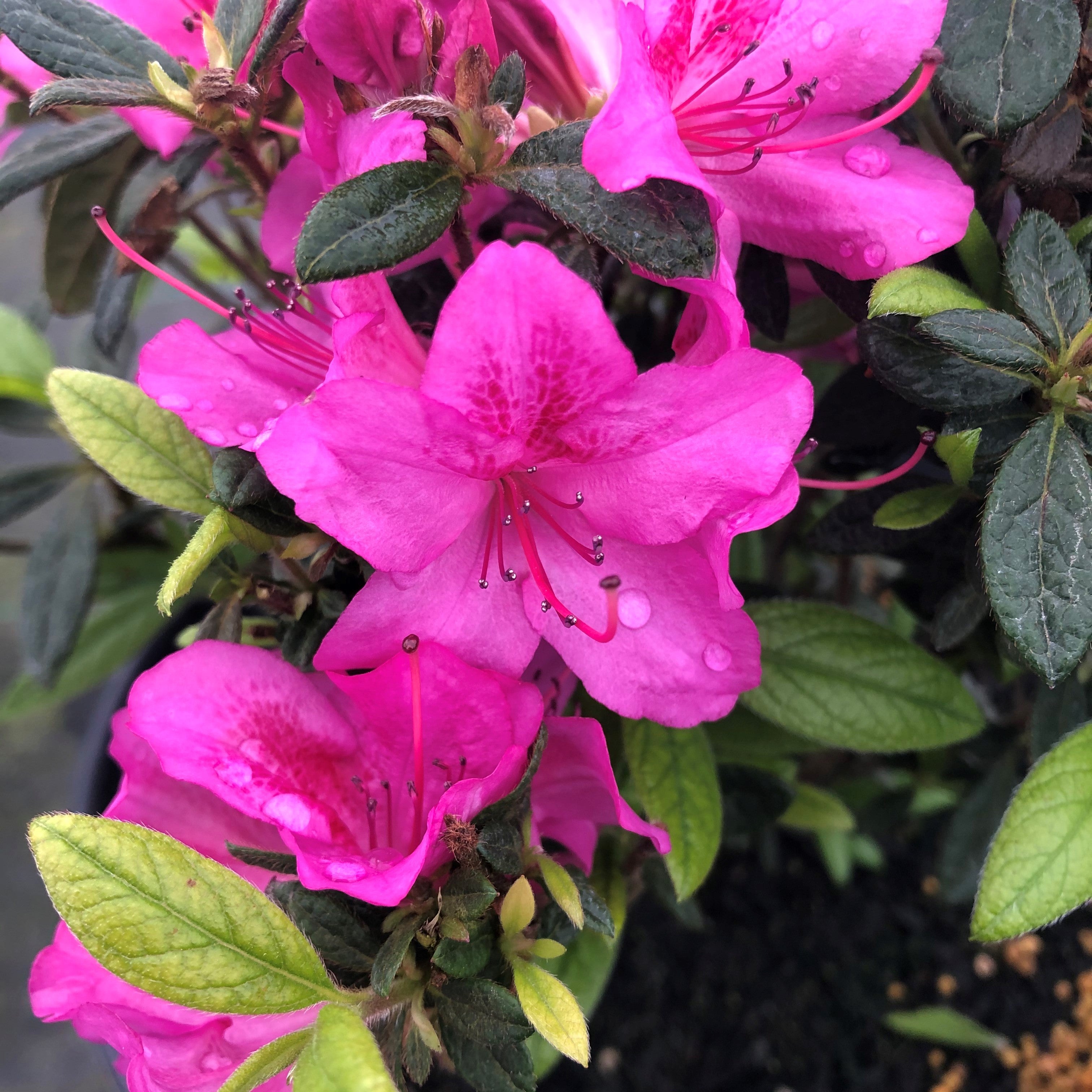 Autumn Amethyst® Encore Azalea