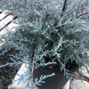 Angelica Blue Juniper