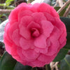 April Kiss Camellia