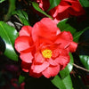 Christmas Beauty Camellia
