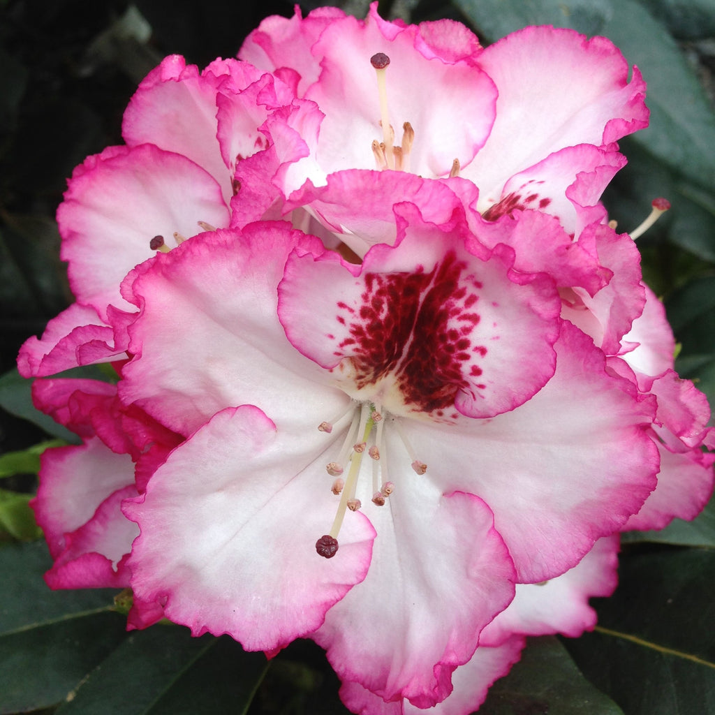 Cherry Cheesecake Rhododendron