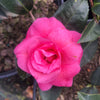 Christmas Rose Camellia