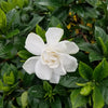 Crown Jewel Gardenia