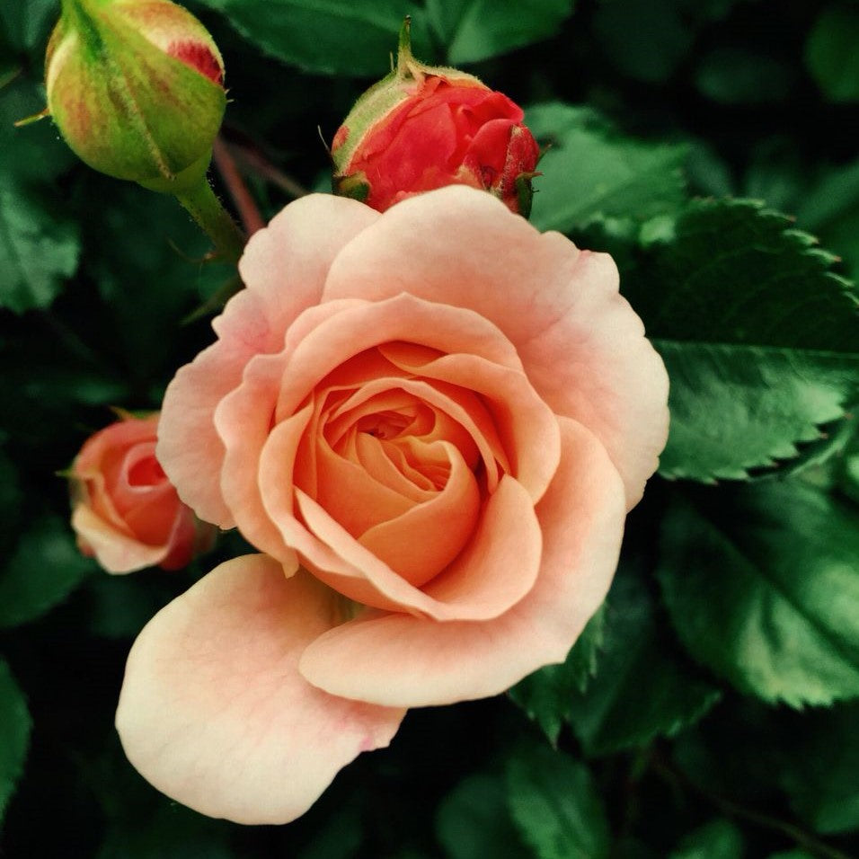 Knockout Roses Care