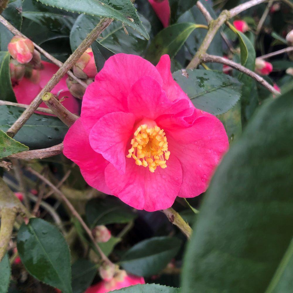 Crimson Candles Camellia 3 gallon container Lots of Plants