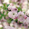 Dwarf Flowering Almond