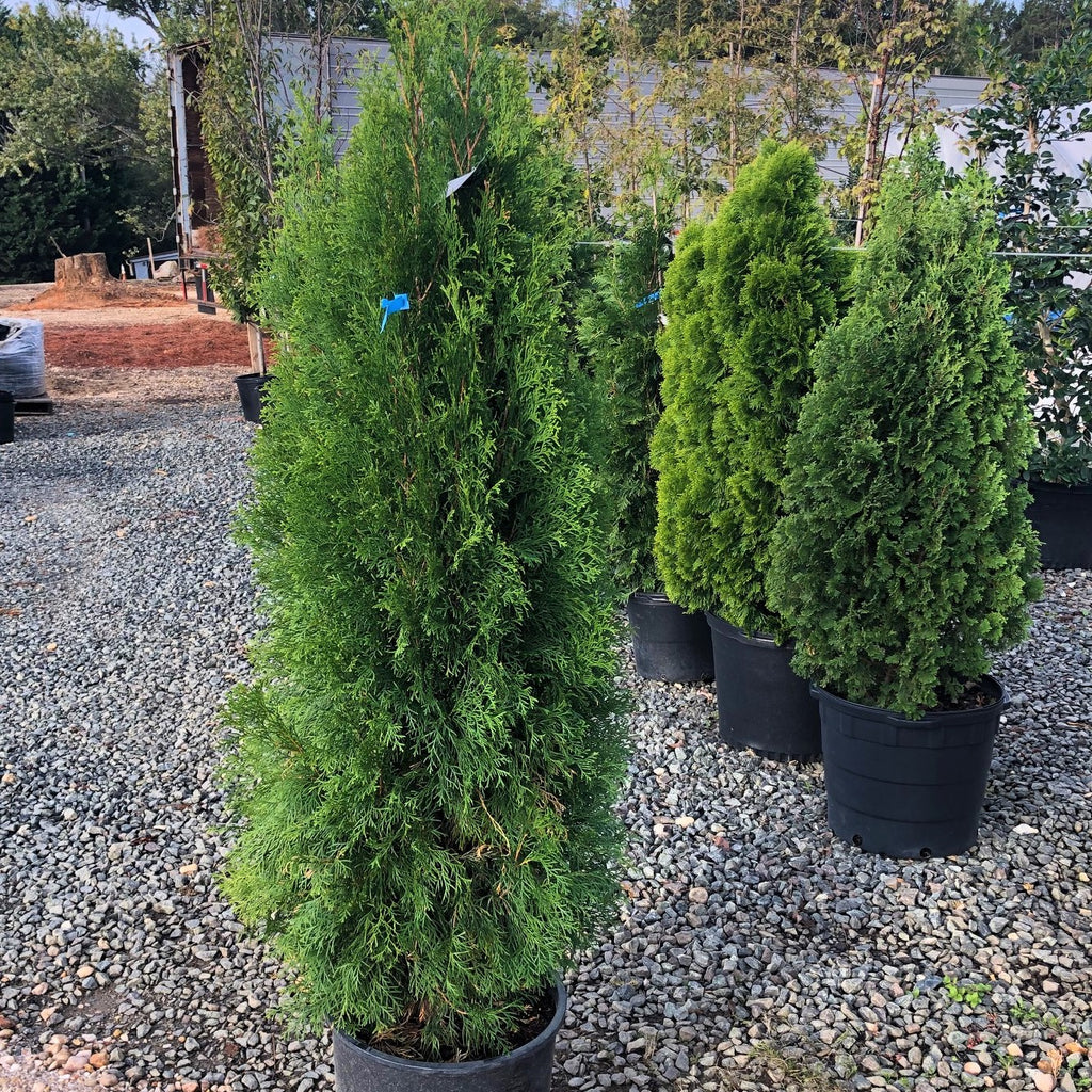 planting emerald green arborvitae in pots Emerald Green Arborvitae