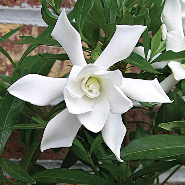 thumbnail image 2 of Frostproof Gardenia Shrub - 3 Gallon Fragrant White Blooming Evergreen Plant 2 of 14