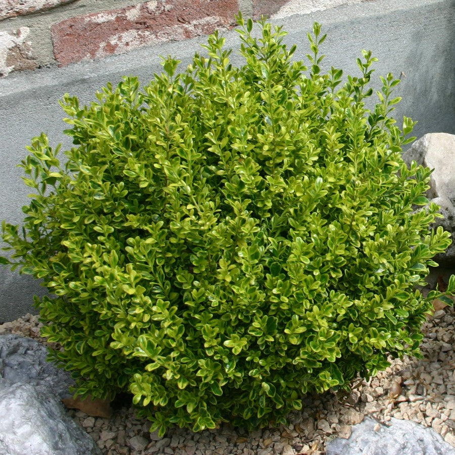 Golden Dream Boxwood- 3 Gallon