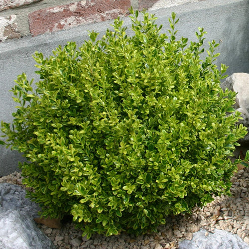 Golden Dream Boxwood- 3 Gallon
