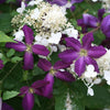 Happy Jack® Purple Clematis Vine