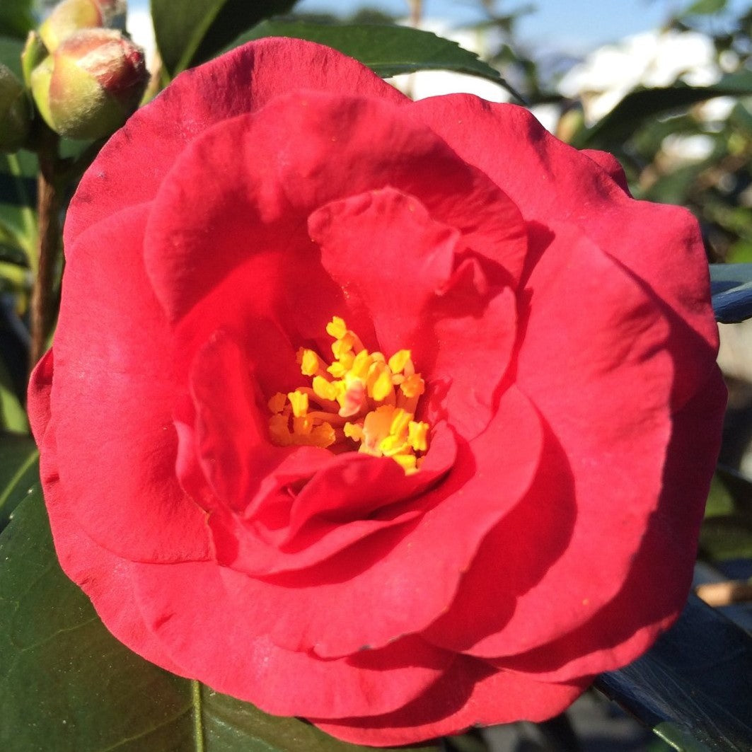 Hot Flash Camellia