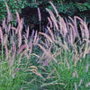 Karley Rose Fountain Grass
