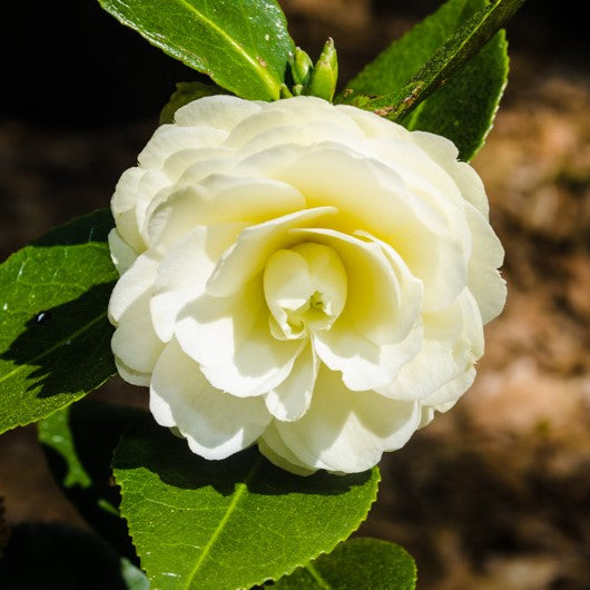 Lemon Glow Camellia