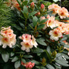 Rimini Rhododendron