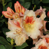 Rimini Rhododendron