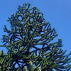 Monkey Puzzle Tree