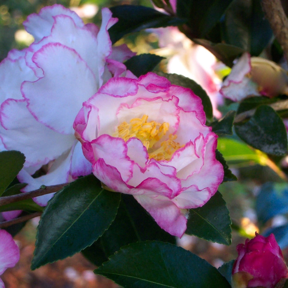October Magic® Inspiration™ Camellia