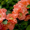 Double Take™ Peach Storm Quince