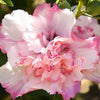 Peppermint Smoothie™ Hibiscus 'Rose of Sharon'