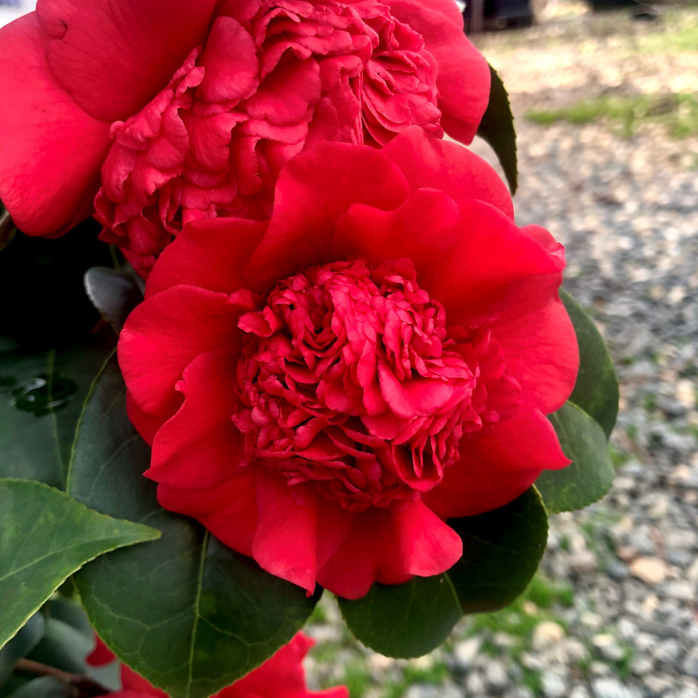 Professor Sargent Camellia