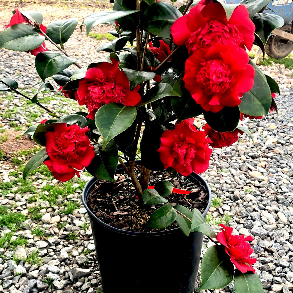 Professor Sargent Camellia