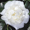 Snow Chan Camellia