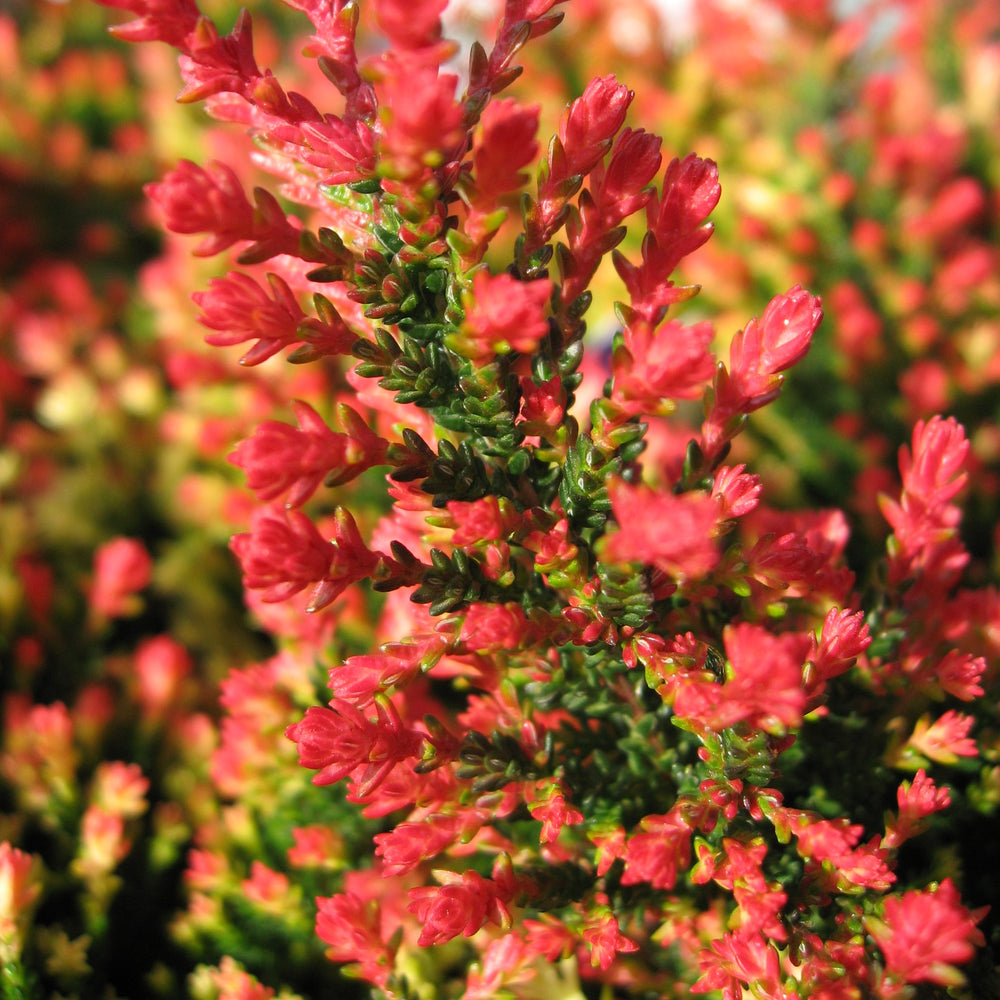 Closeup Of Blue Heather Flowers In Autumn Stock Photo, Picture and