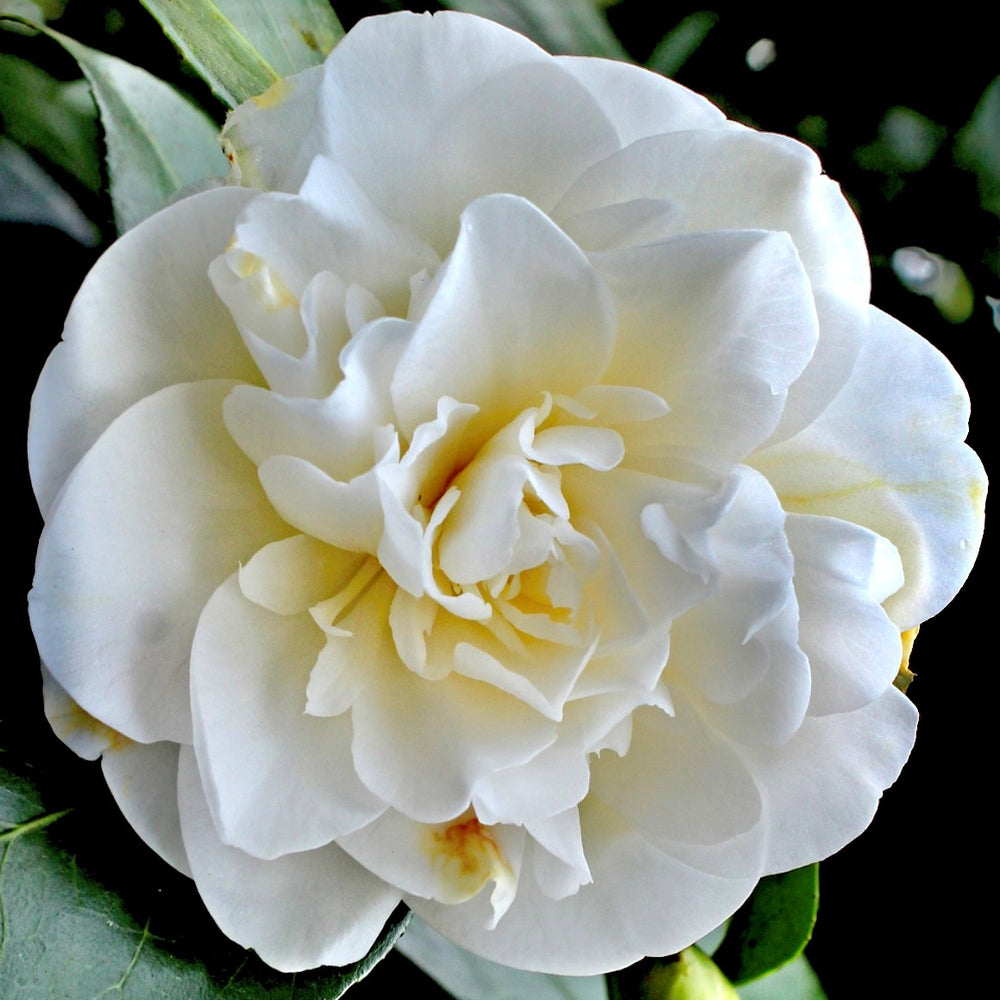 Swan Lake Camellia